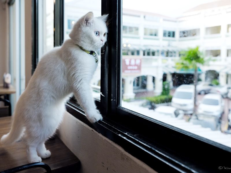 An application scenario or product detail of how long can i leave my cat alone - Image 16