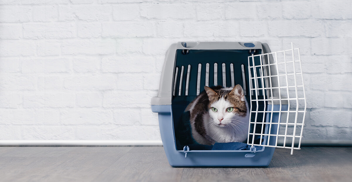 An application scenario or product detail of how long can i leave my cat alone - Image 18