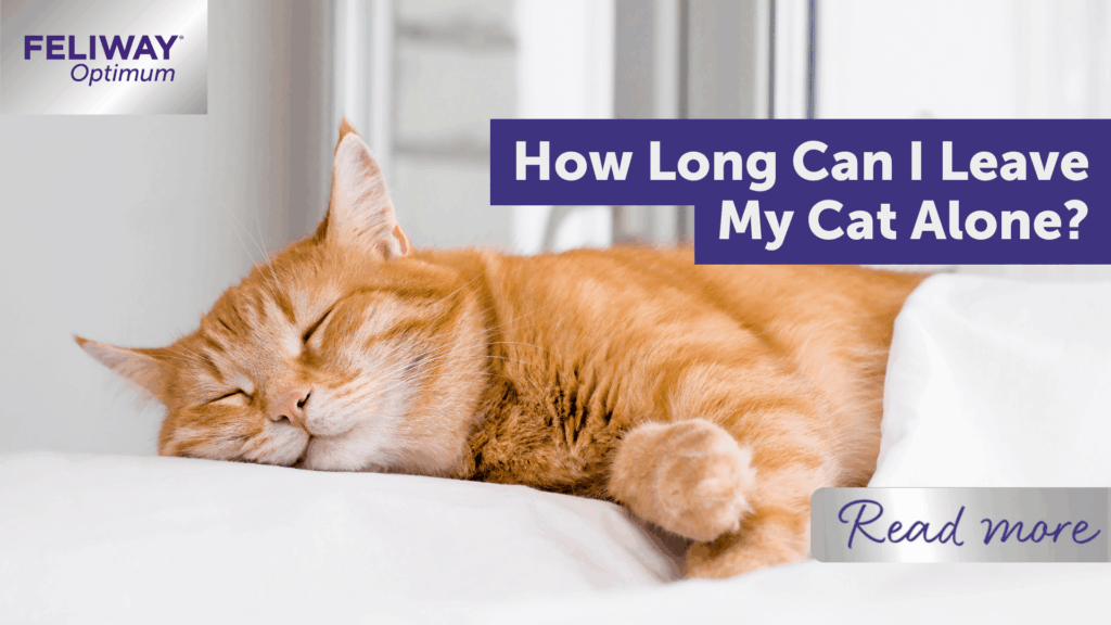 Featured image for the how long can i leave my cat alone guide