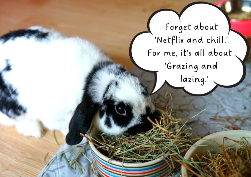 An application scenario or product detail of how long can rabbits go without food and water - Image 2