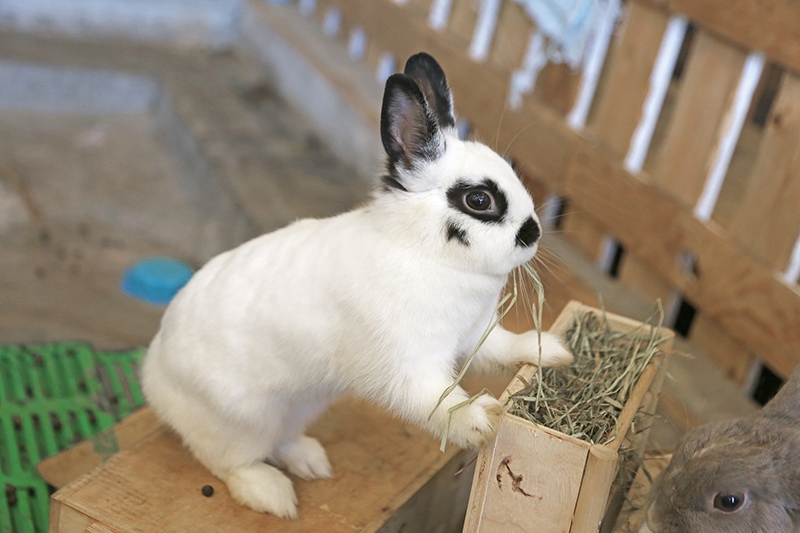 An application scenario or product detail of how long can rabbits go without food and water - Image 4
