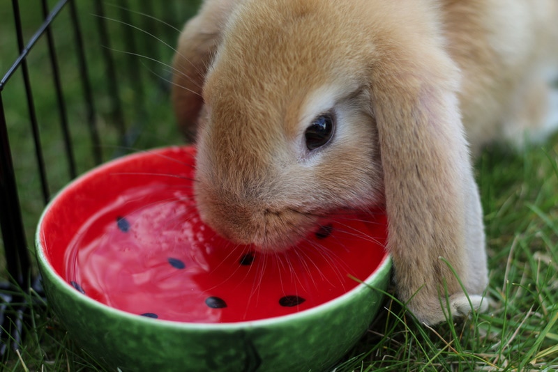 An application scenario or product detail of how long can rabbits go without food and water - Image 6