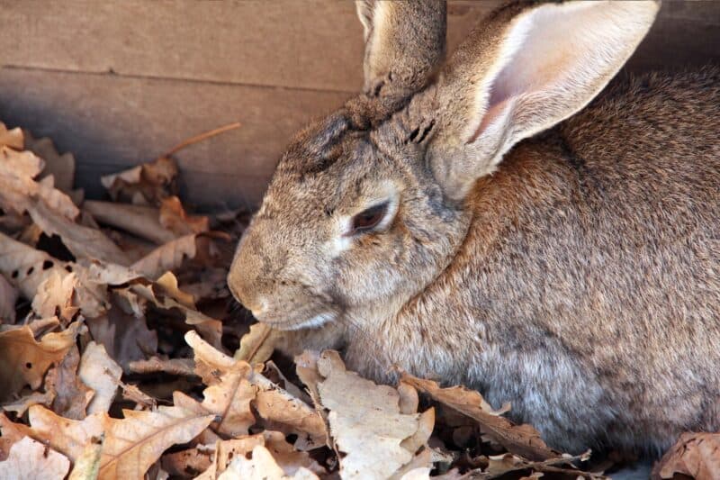 An application scenario or product detail of how long can rabbits go without food and water - Image 8