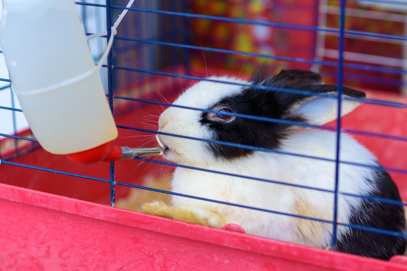 An application scenario or product detail of how long can rabbits go without food and water - Image 11