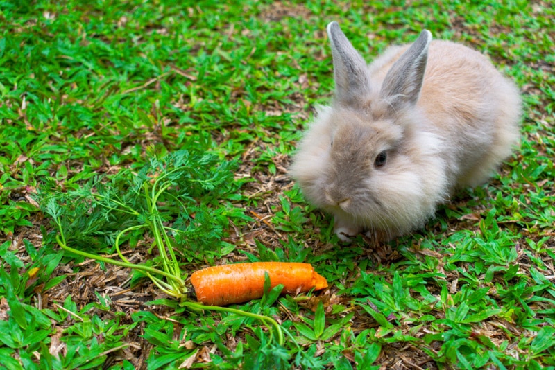An application scenario or product detail of how long can rabbits go without food and water - Image 15