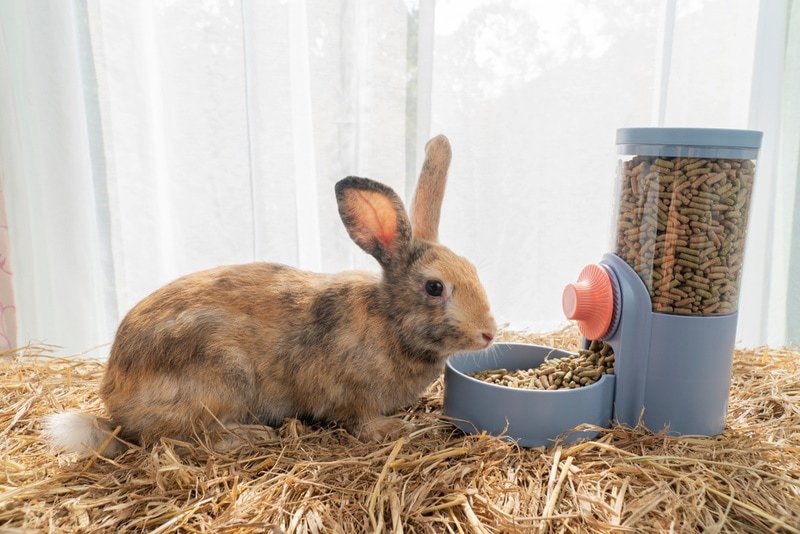 An application scenario or product detail of how long can rabbits go without food and water - Image 16