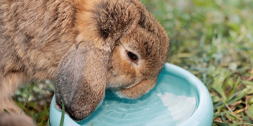 An application scenario or product detail of how long can rabbits go without food and water - Image 17