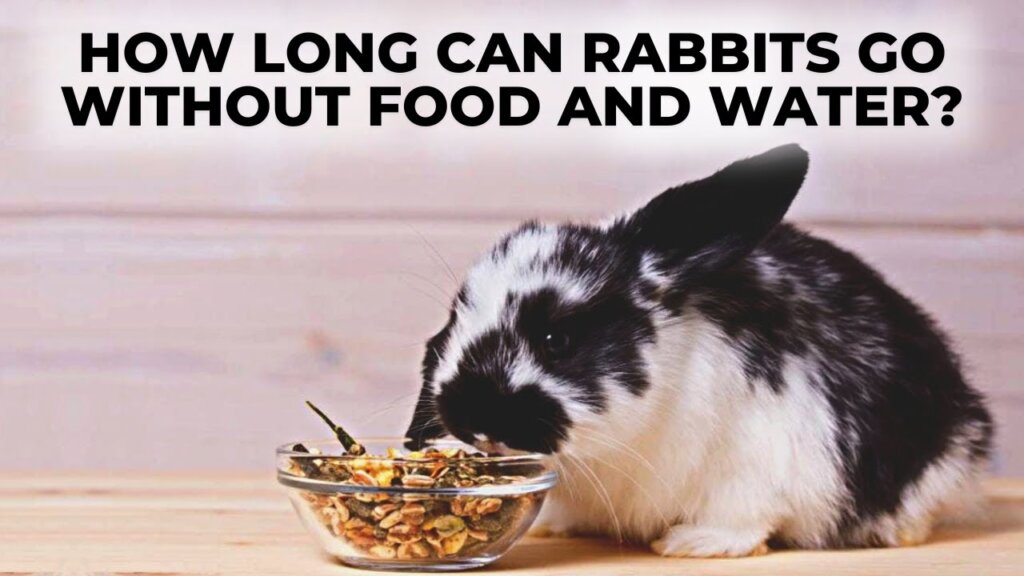 Featured image for the how long can rabbits go without food and water guide