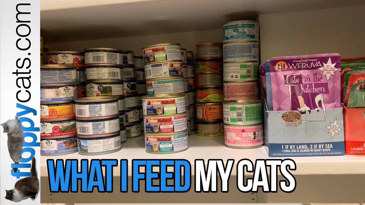 An application scenario or product detail of how long can you keep canned cat food out - Image 5