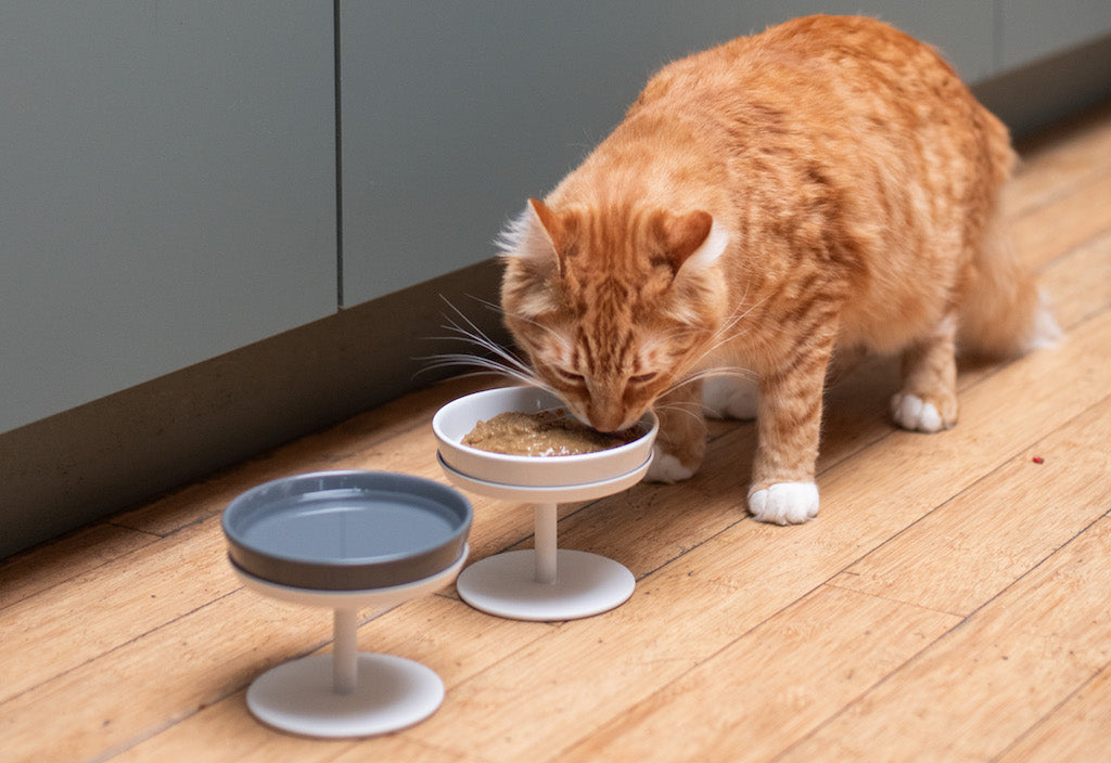 An application scenario or product detail of how long can you keep canned cat food out - Image 6