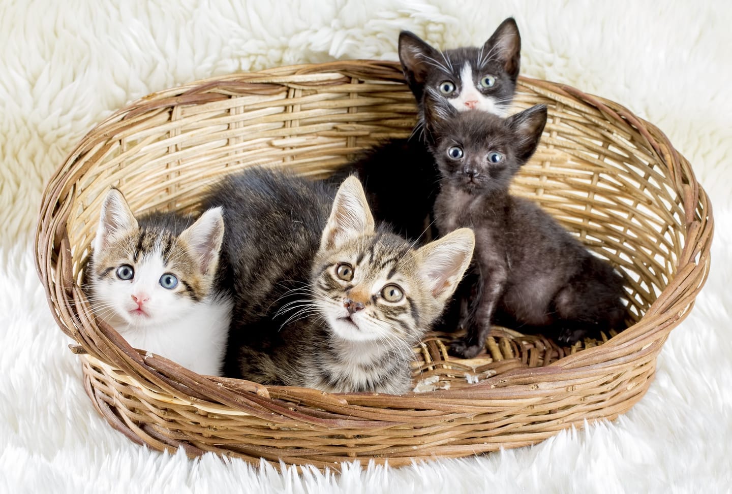 An application scenario or product detail of how long can you leave cats and kittens alone - Image 17