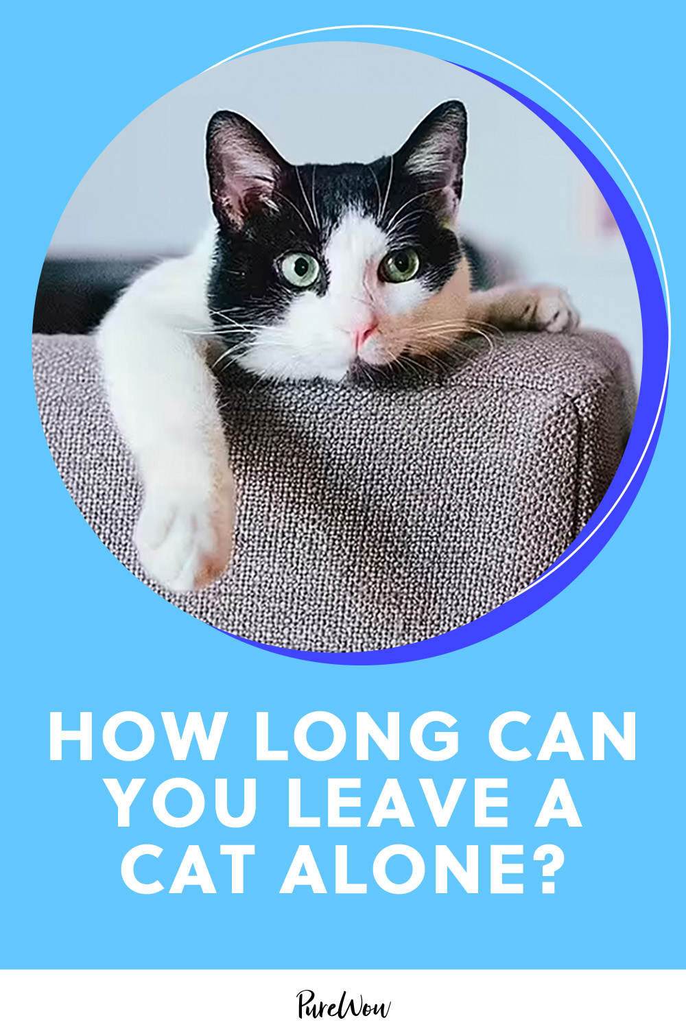 An application scenario or product detail of how long leave cat alone - Image 3