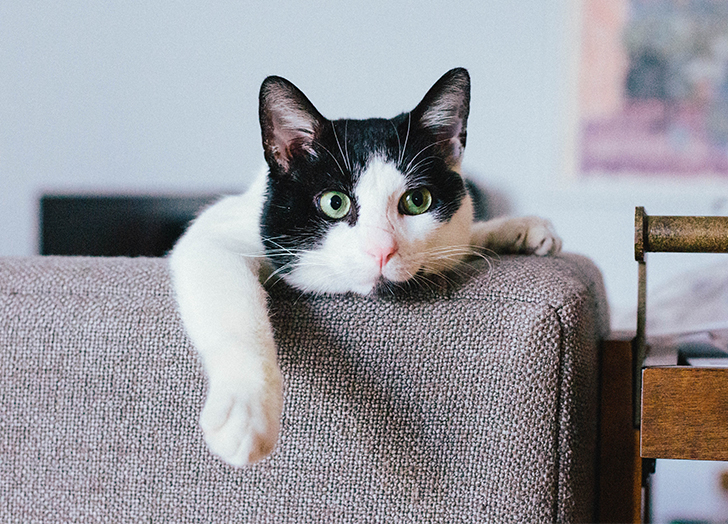 An application scenario or product detail of how long leave cat alone - Image 10