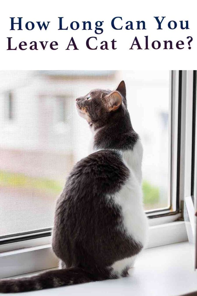 An application scenario or product detail of how long leave cat alone - Image 23