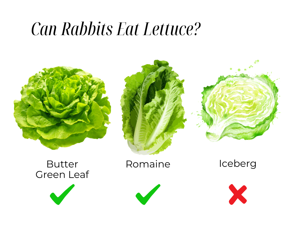 An application scenario or product detail of how many times a day do you feed rabbits - Image 16