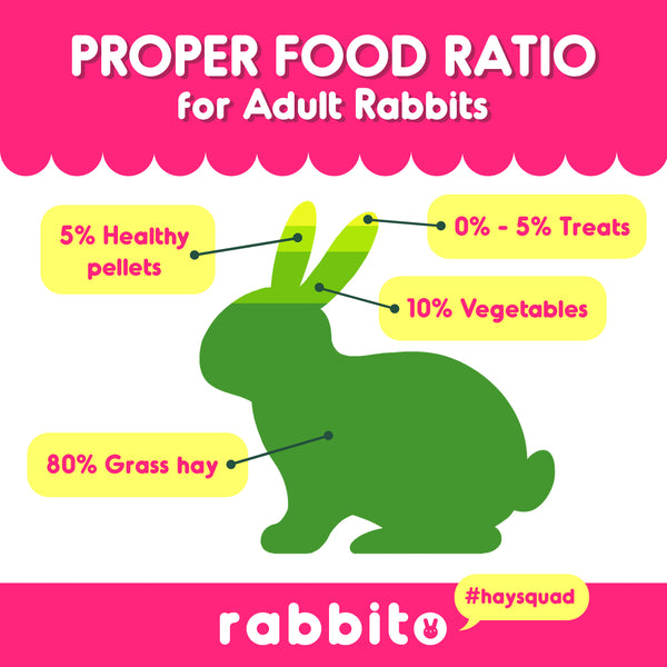 An application scenario or product detail of how many times do rabbits eat a day - Image 10