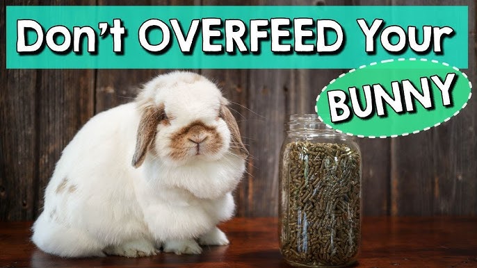 An application scenario or product detail of how many times do you feed a bunny a day - Image 7