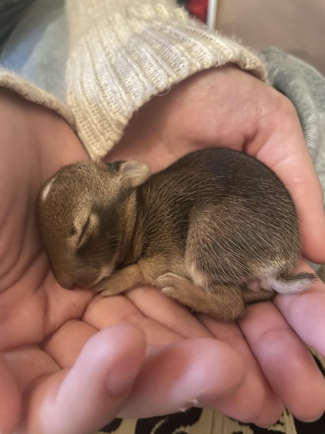 An application scenario or product detail of how many times do you feed a bunny a day - Image 22