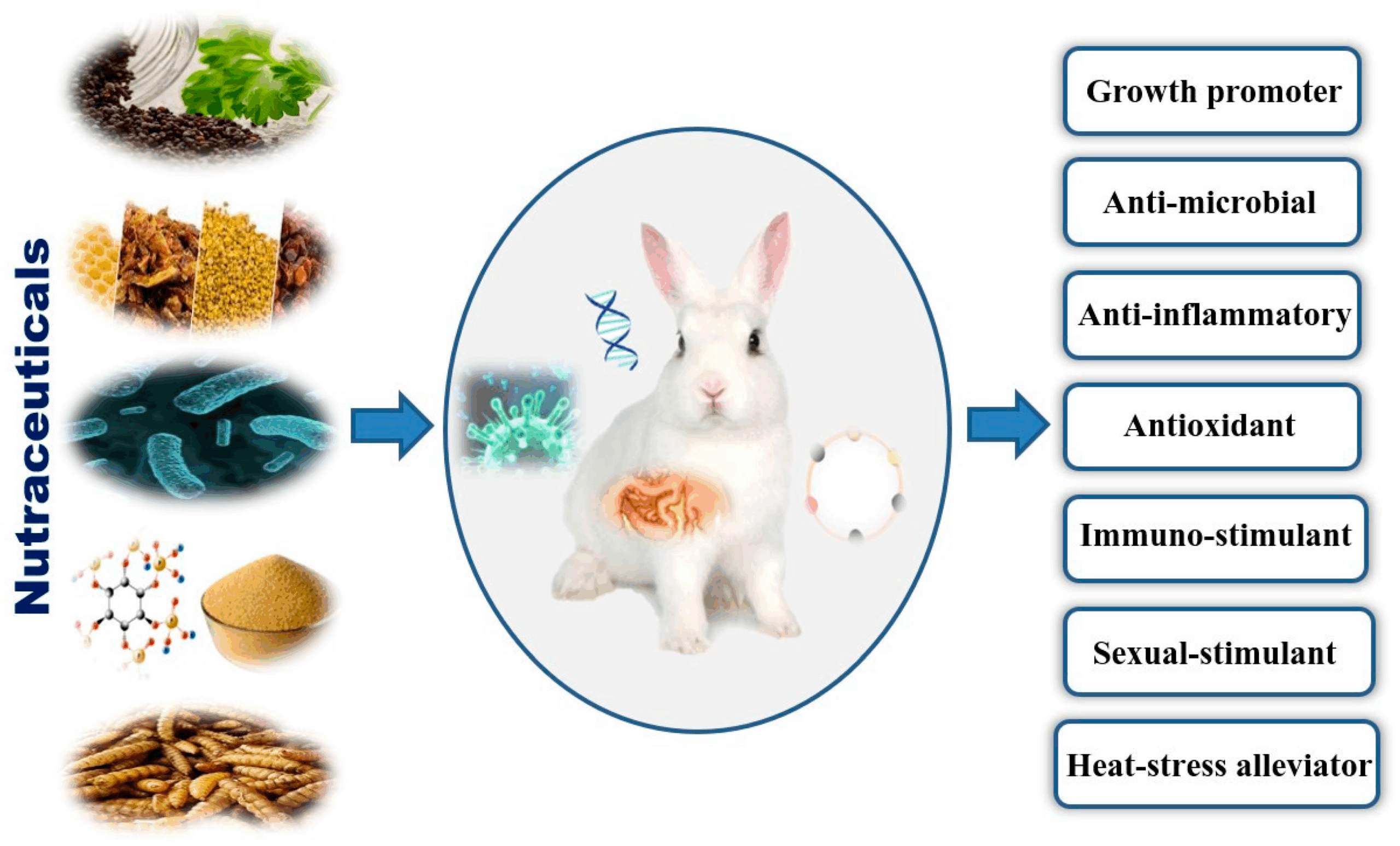 An application scenario or product detail of how many times does a rabbit eat a day - Image 16