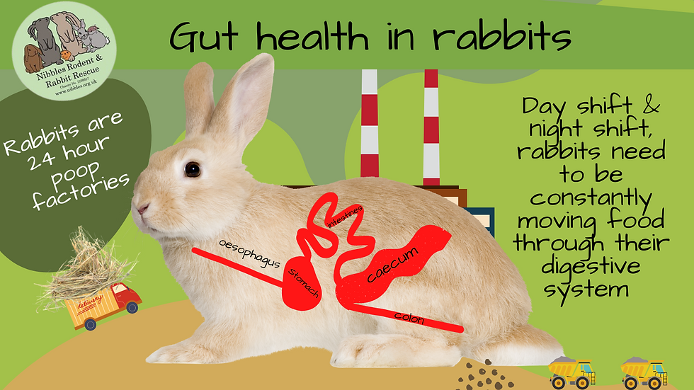An application scenario or product detail of how many times does a rabbit eat a day - Image 22