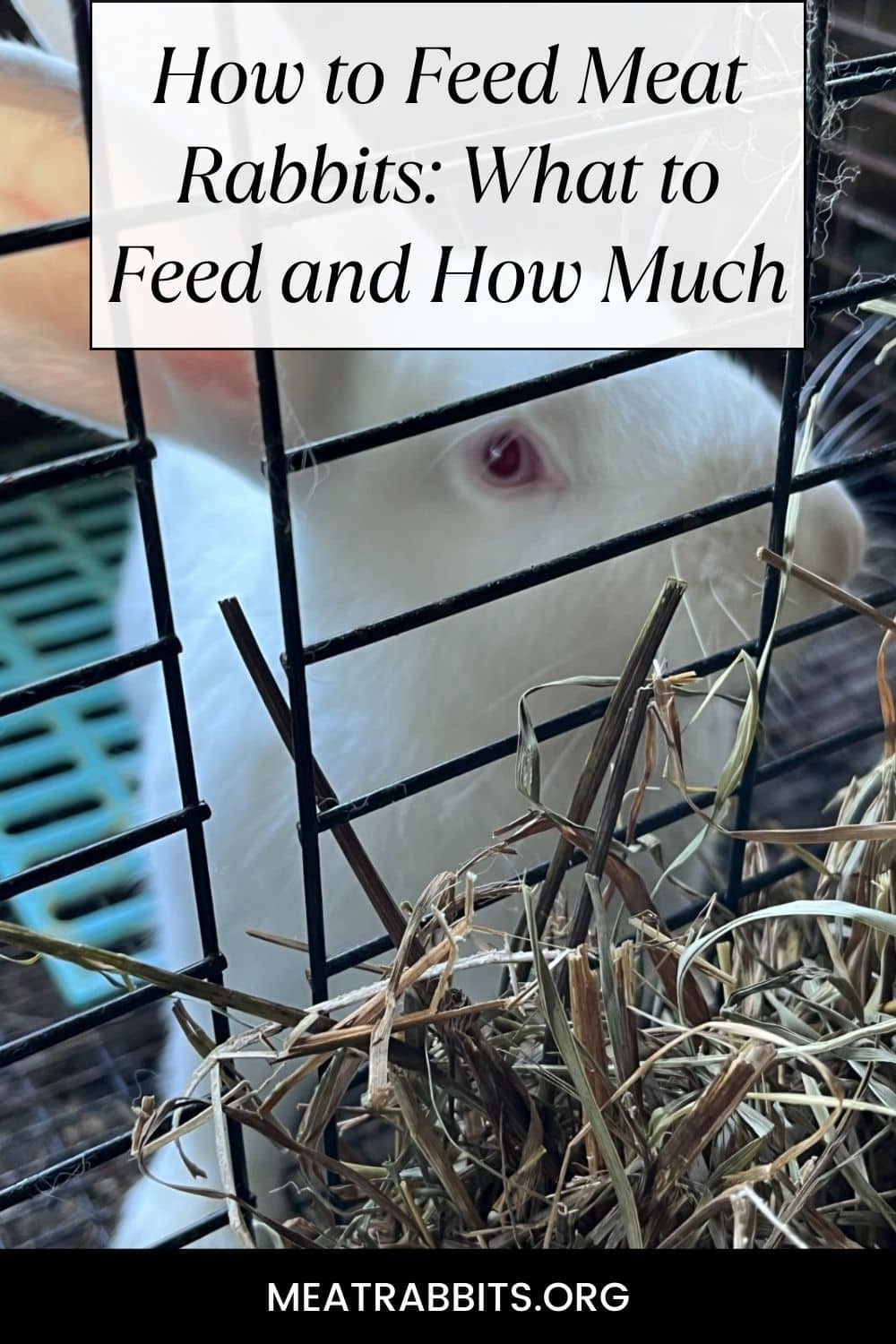 An application scenario or product detail of how much do i feed a rabbit - Image 7