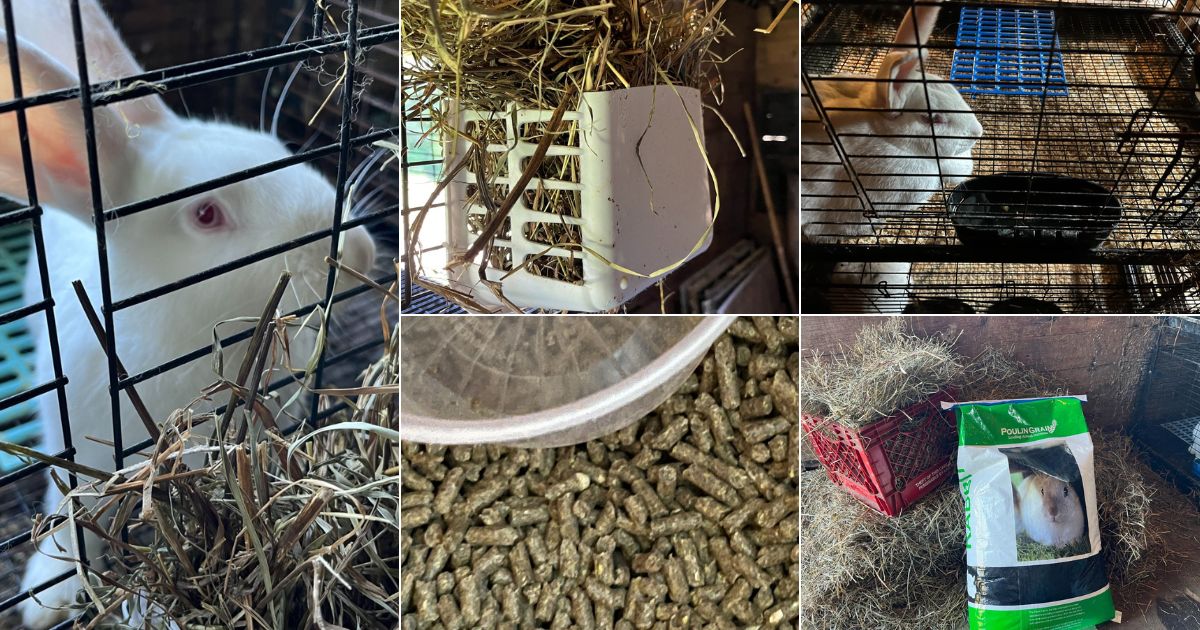 An application scenario or product detail of how much do i feed a rabbit - Image 17