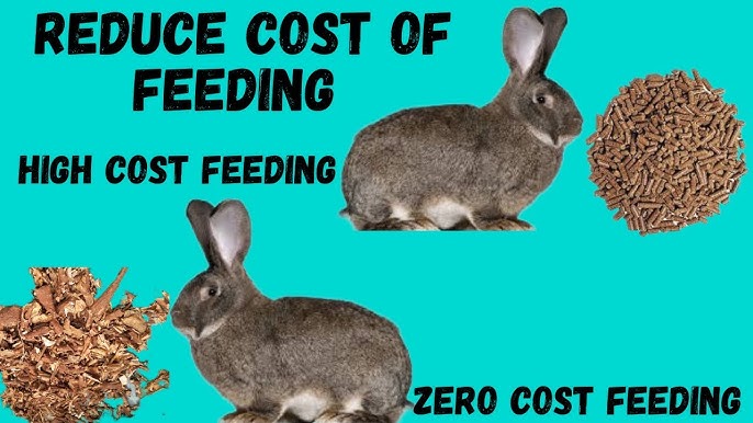 An application scenario or product detail of how much do you feed rabbits - Image 16