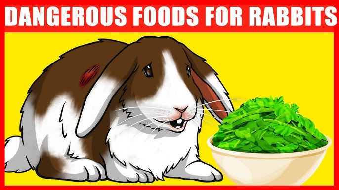 An application scenario or product detail of how much does a bunny eat a day - Image 3
