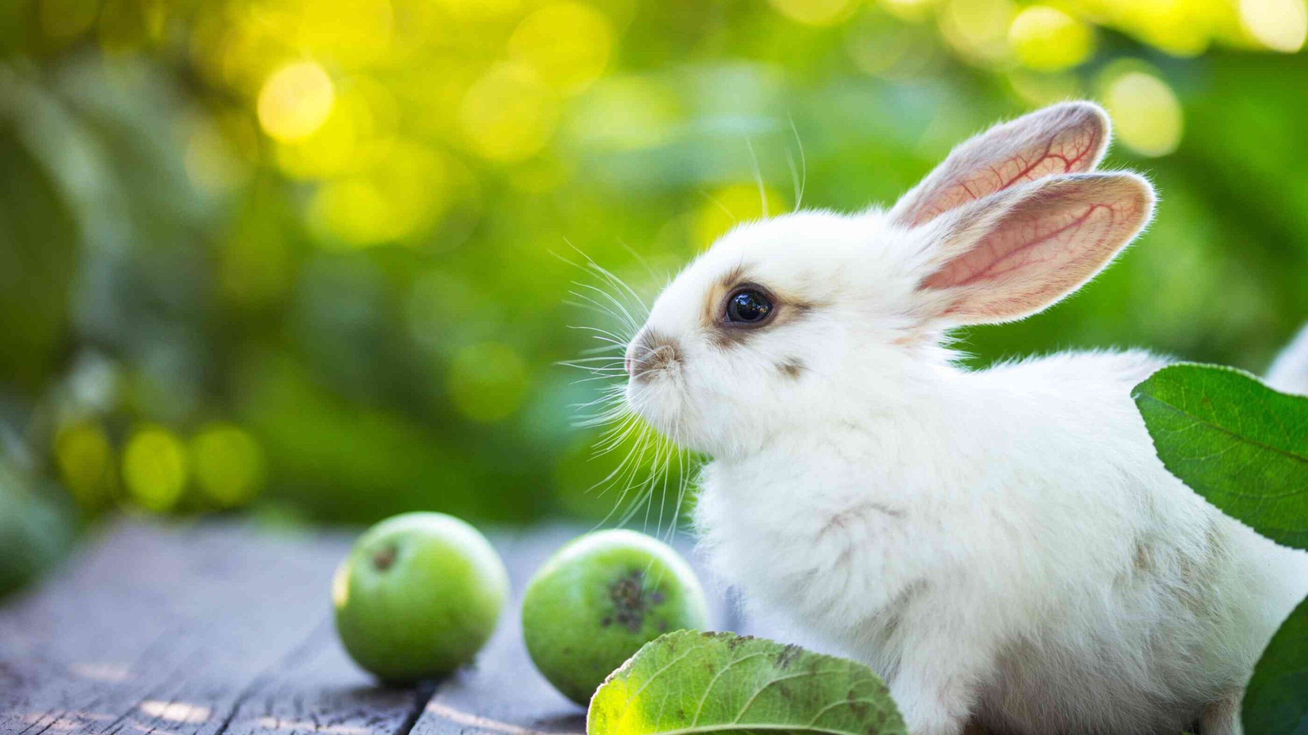 An application scenario or product detail of how much does a bunny eat a day - Image 13