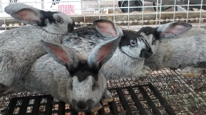 An application scenario or product detail of how much does a bunny eat a day - Image 21