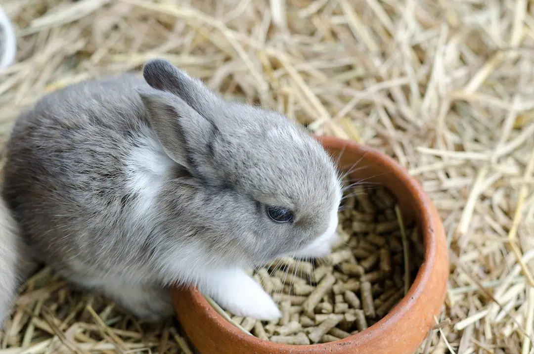 An application scenario or product detail of how much does a rabbit eat - Image 17