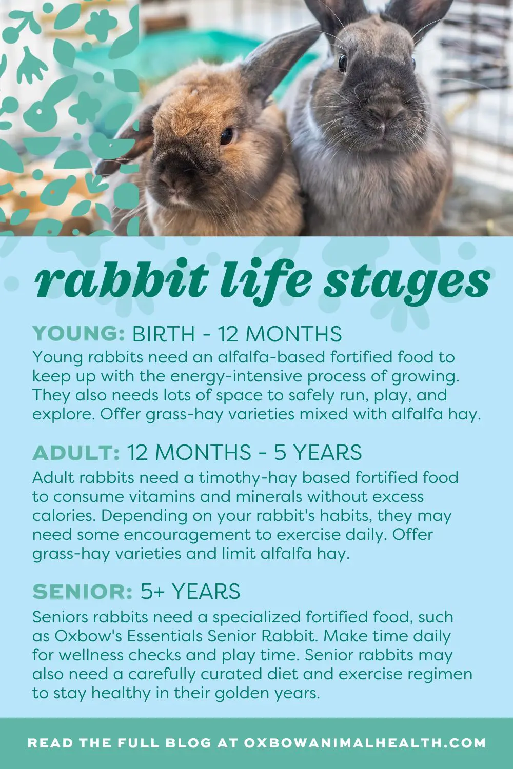 An application scenario or product detail of how much does a rabbit eat - Image 20