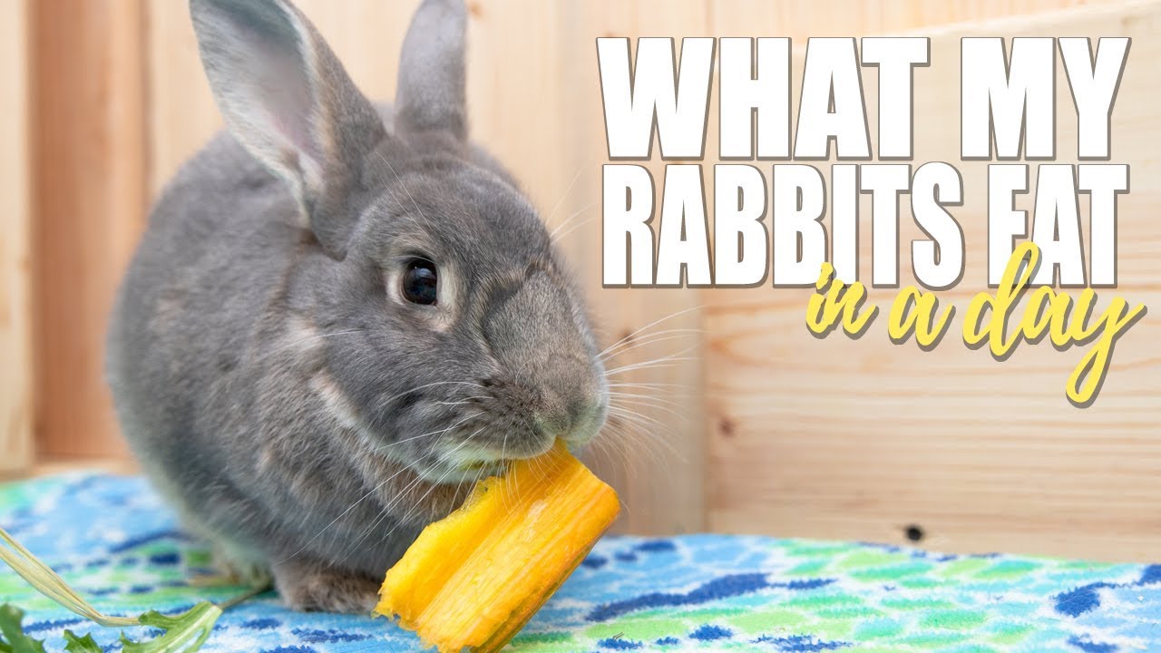 An application scenario or product detail of how much does a rabbit eat in a day - Image 6