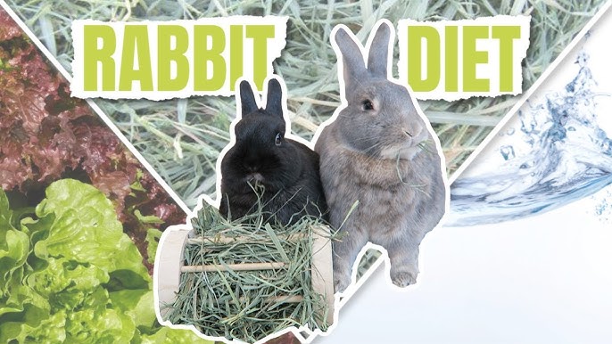An application scenario or product detail of how much does a rabbit eat in a day - Image 15