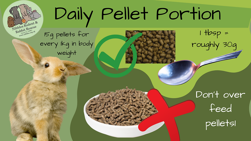 Featured image for the how much does a rabbit eat in a day guide