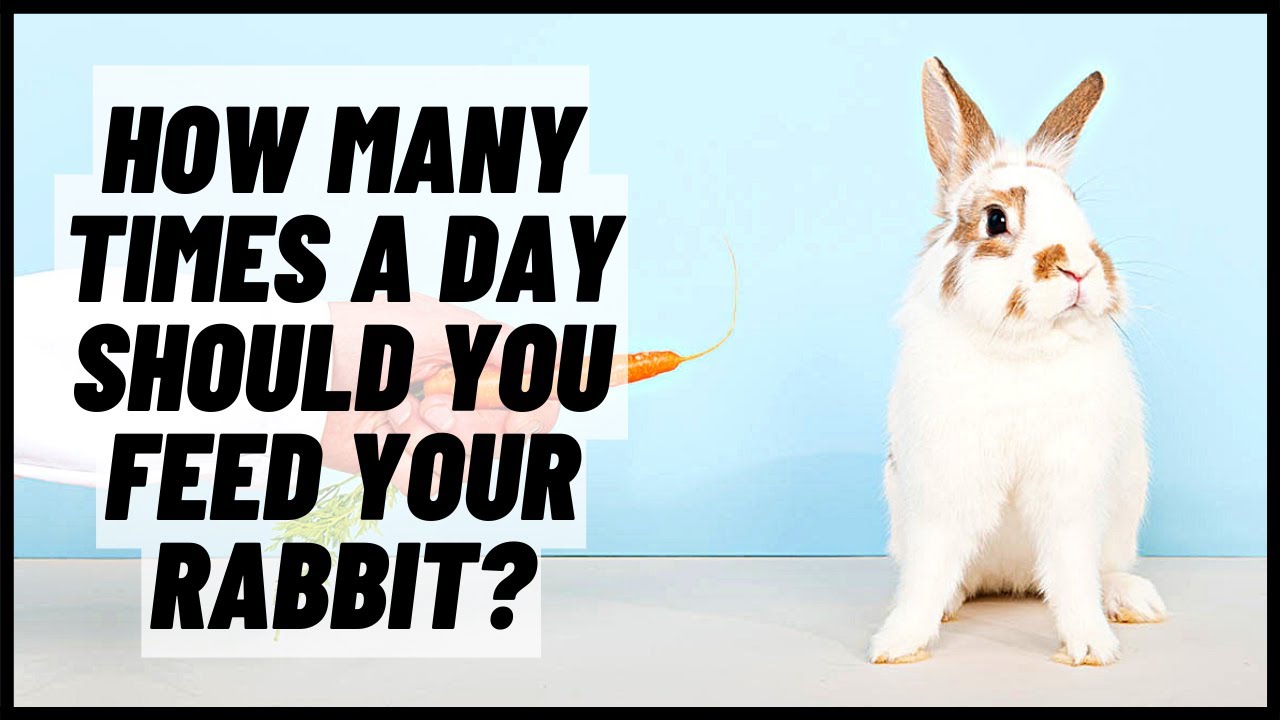 An application scenario or product detail of how much should a bunny eat a day - Image 4