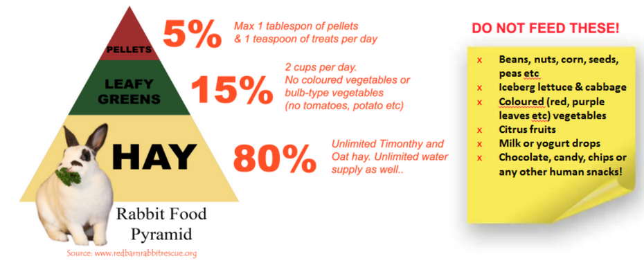 An application scenario or product detail of how much should a bunny eat a day - Image 9
