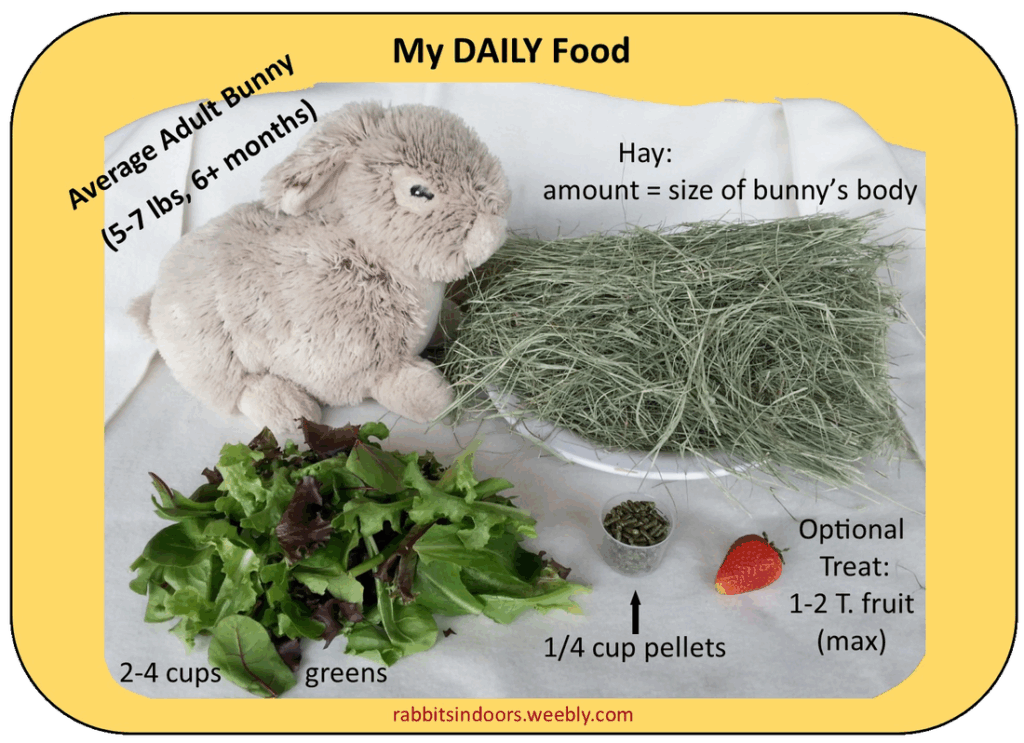 Featured image for the how much should bunnies eat a day guide