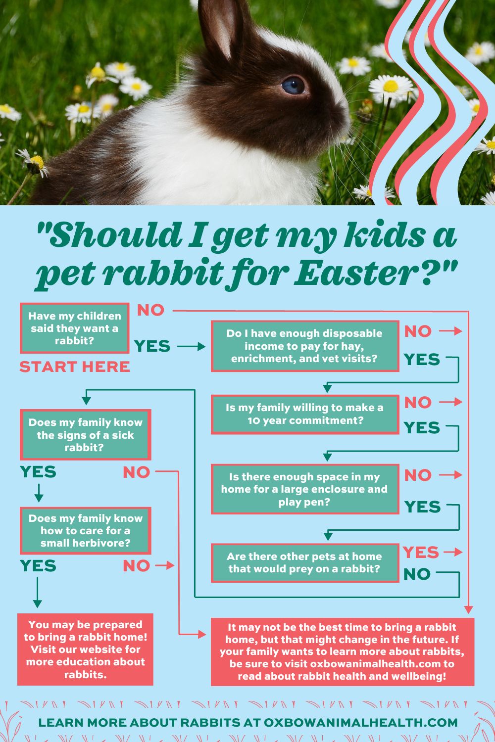 An application scenario or product detail of how much should bunnies eat - Image 10