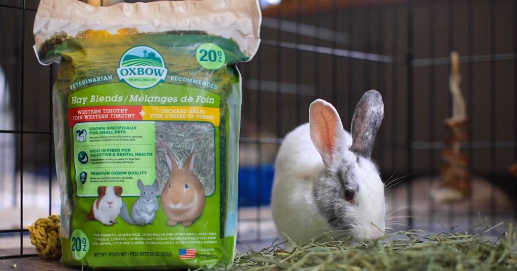 An application scenario or product detail of how much should i feed my bunny - Image 17