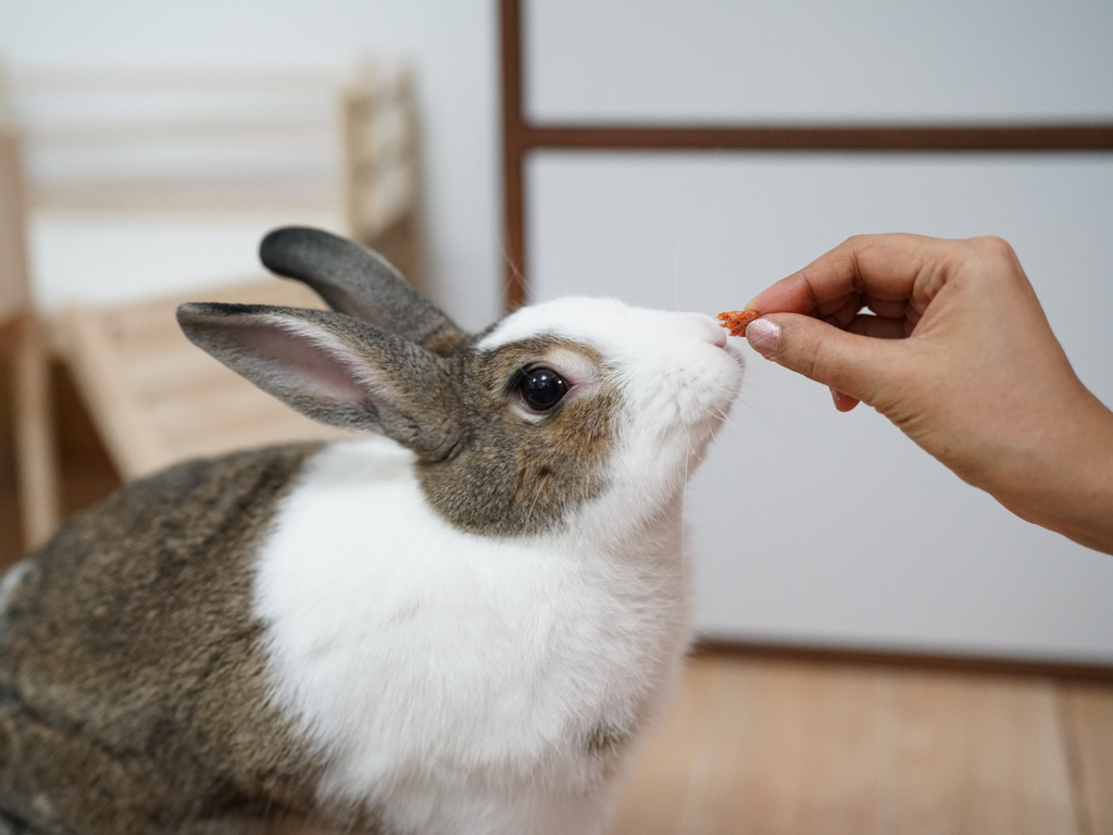 An application scenario or product detail of how much should i feed my bunny - Image 23