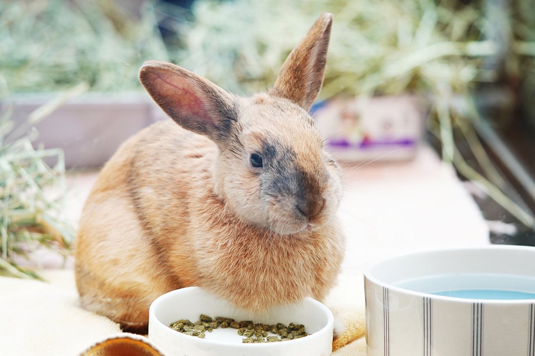 An application scenario or product detail of how much should i feed my rabbit - Image 9