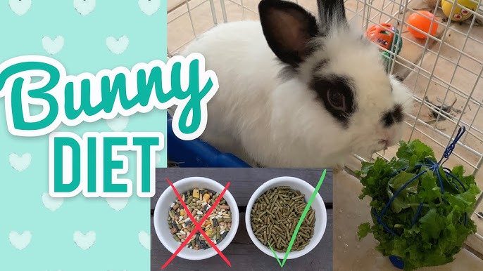 An application scenario or product detail of how much should my bunny eat - Image 18