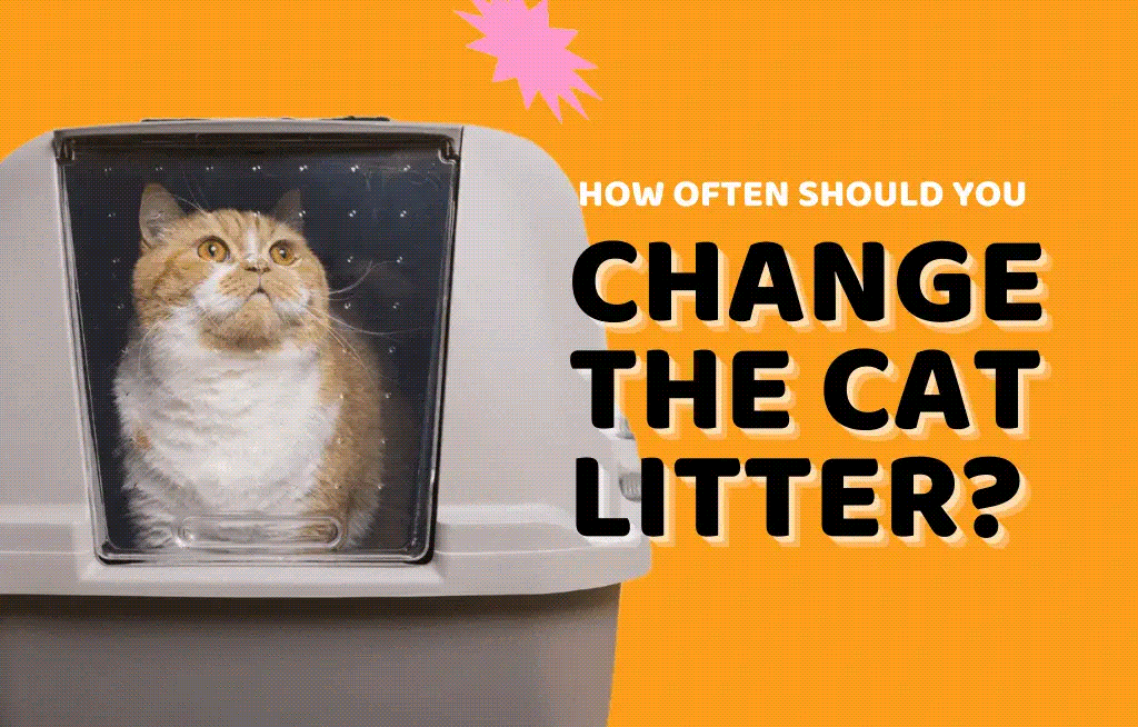 An application scenario or product detail of how often cat litter change - Image 22