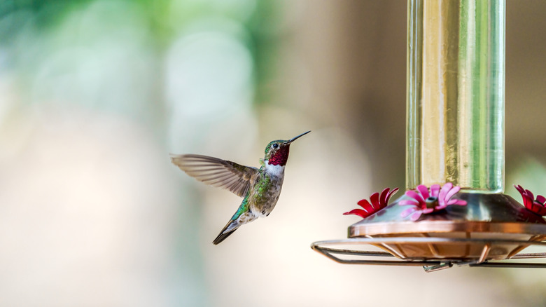 An application scenario or product detail of how often clean hummingbird feeder - Image 14
