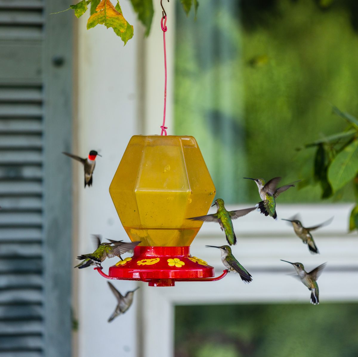 An application scenario or product detail of how often clean hummingbird feeder - Image 18