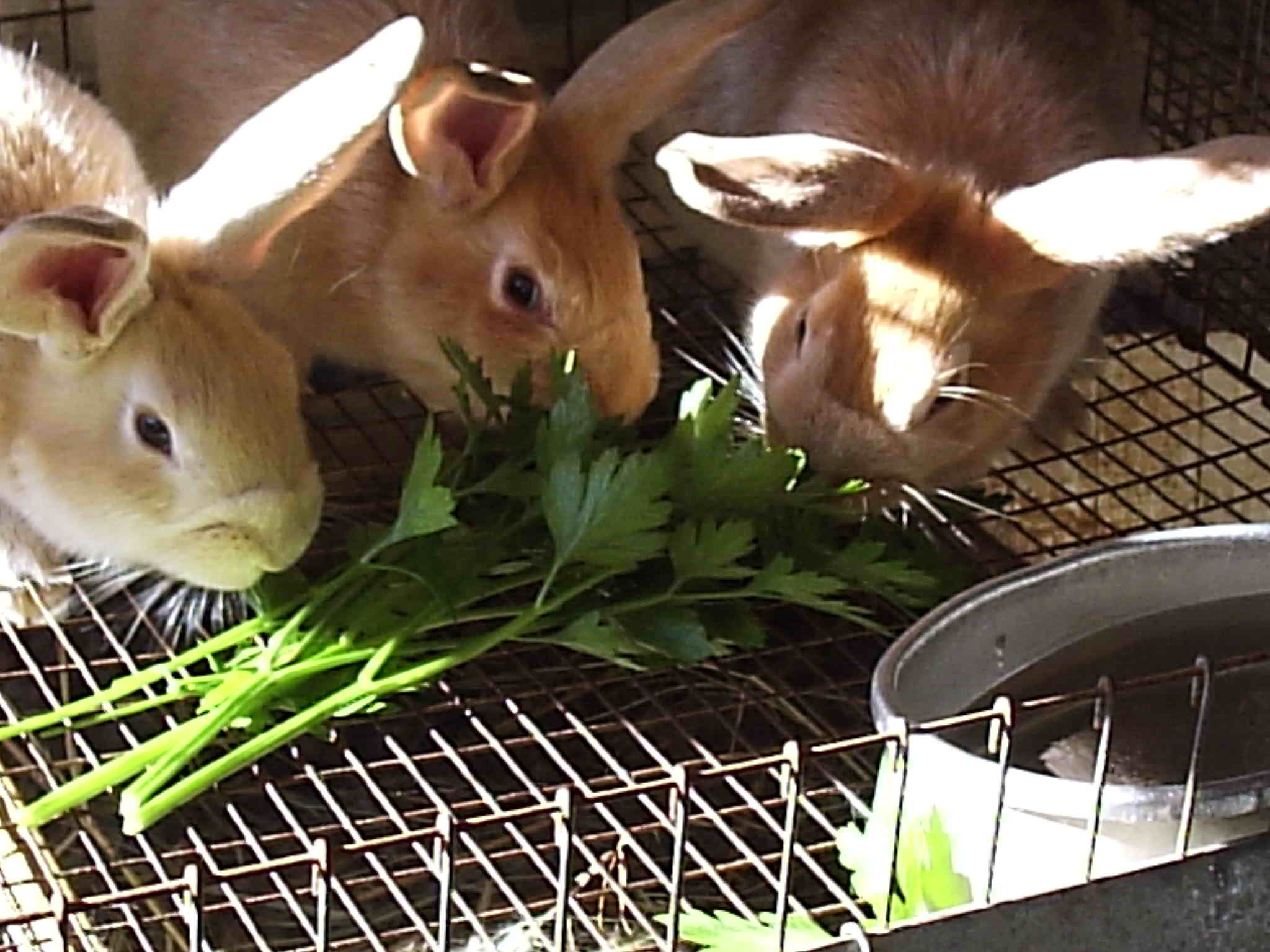 An application scenario or product detail of how often do bunnies eat - Image 20