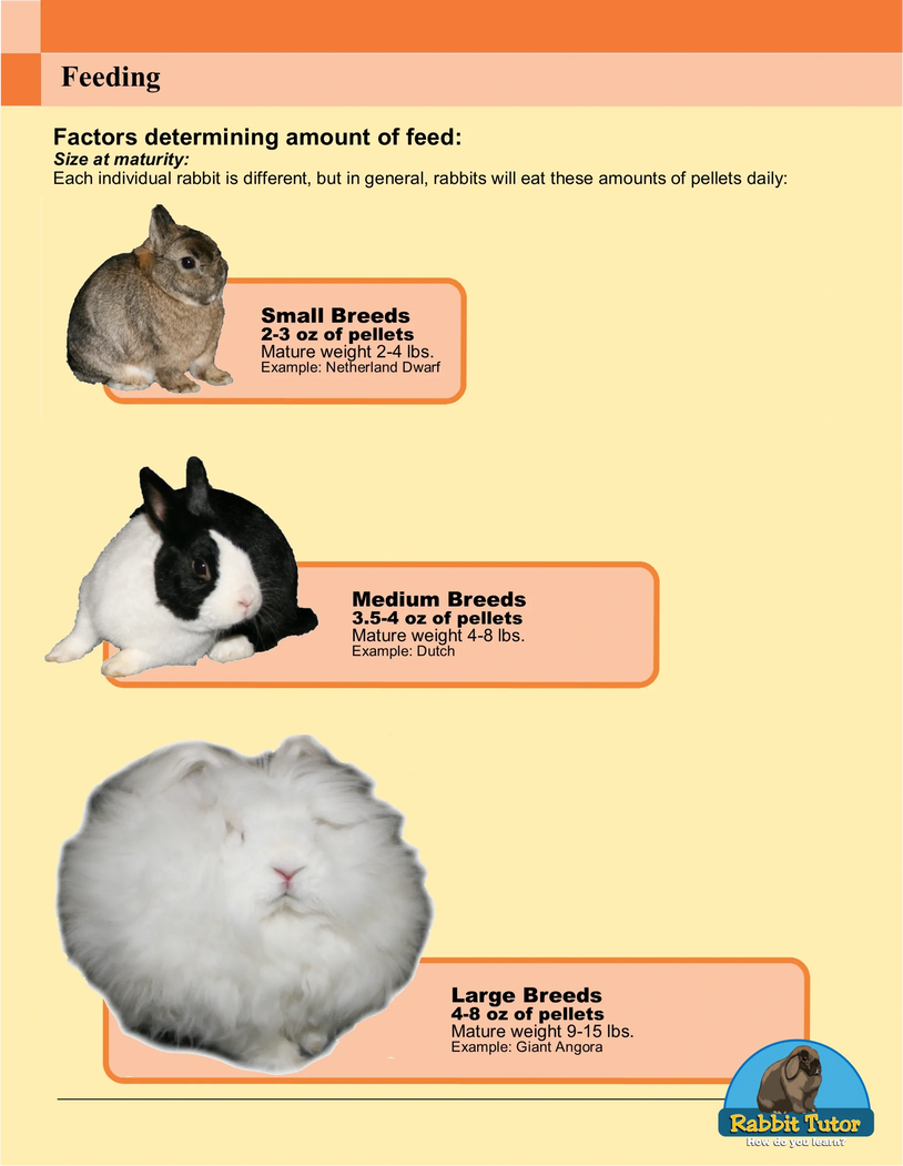 An application scenario or product detail of how often do i feed my rabbit - Image 5