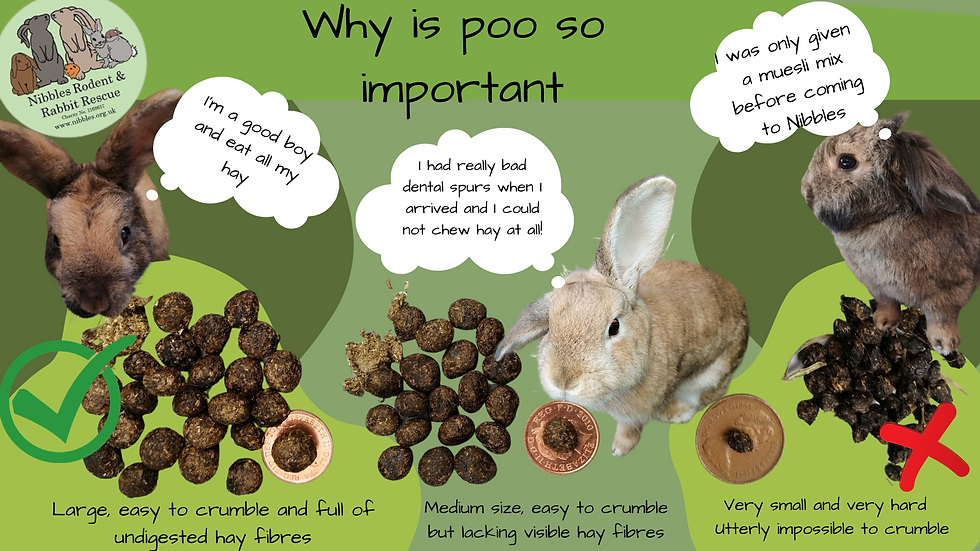 An application scenario or product detail of how often do i feed my rabbit - Image 14