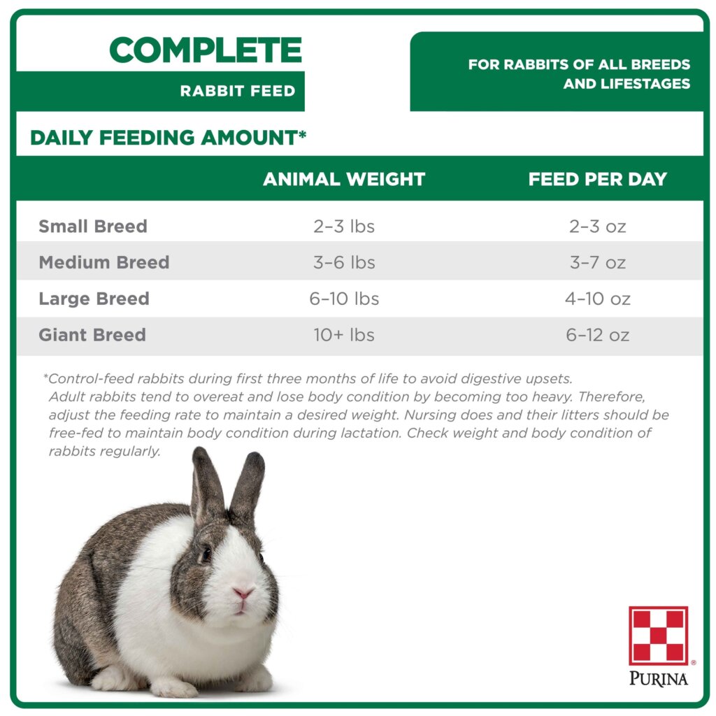 Featured image for the how often do i feed my rabbit guide